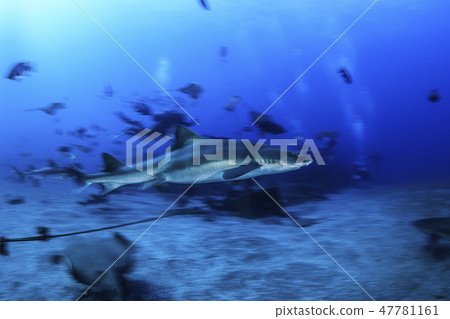 一群鯊魚在海裡游泳 一群鯊魚在海裡游泳 47781161