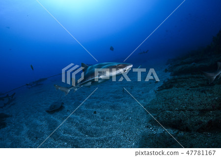 游泳在藍色海的鯊魚 游泳在藍色海的鯊魚 47781167