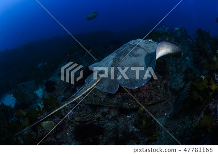 在藍色的大海中游泳 在藍色的大海中游泳 47781168