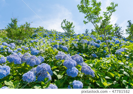 下田繡球花園[群馬縣下田田市] 47781582