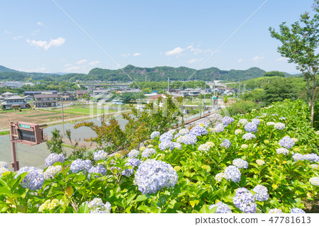 下田繡球花園[群馬縣下田田市] 47781613