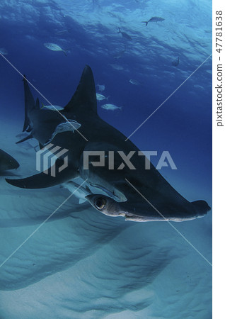 鯊魚在巴哈馬群島 鯊魚在巴哈馬群島 47781638
