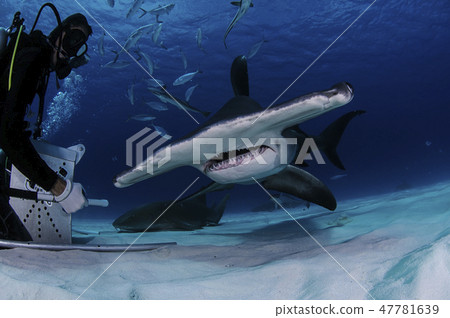 Sharks in the Bahamas 47781639