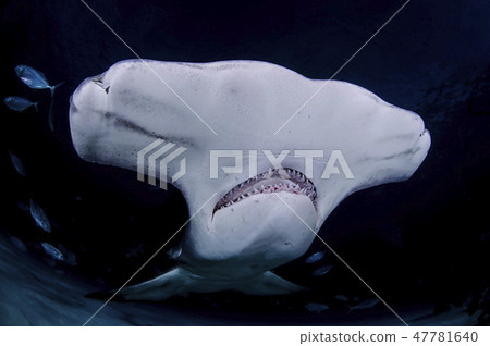 Sharks in the Bahamas 47781640