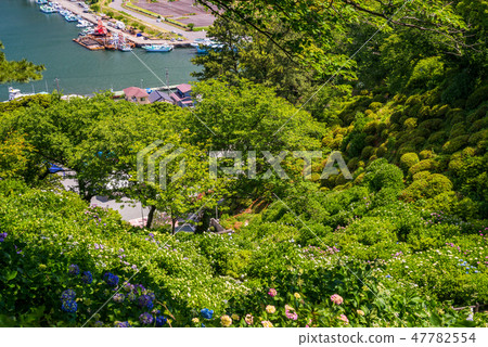 [Shimoda City, Shizuoka Prefecture] Shimoda Park and Shimoda Port where hydrangeas bloom 47782554