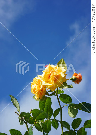 Orangey yellow is a beautiful rose 47782817