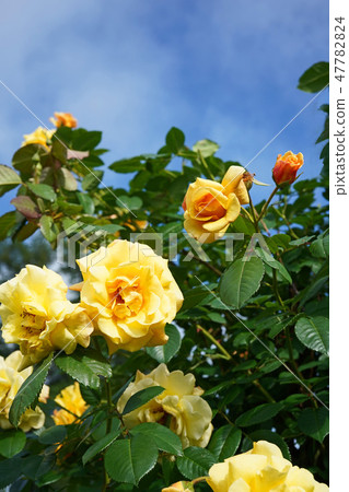橘黃色是一朵美麗的玫瑰 橘黃色是一朵美麗的玫瑰 47782824