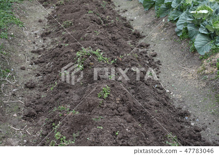 Earth making early spring 47783046