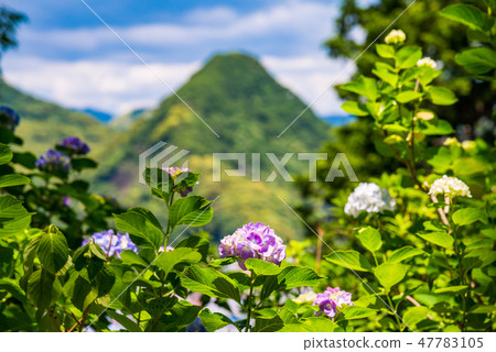 [Shimoda City, Shizuoka Prefecture] Hydrangea blooming Shimoda Park 47783105