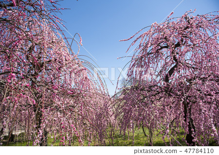 Plum forest 47784110
