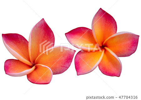 Yellow-pink plumeria flowers 47784316