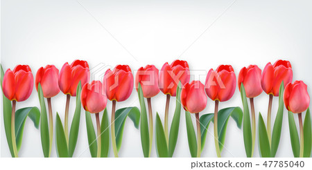Pink tulip flowers on white background Vector - Stock Illustration ...