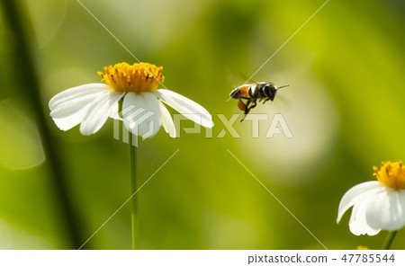 bee flying on flower bee flying on flower 47785544