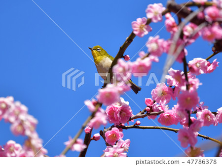 Mejiro on plum Mejiro on plum 47786378