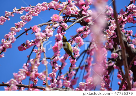 Mejiro在梅花上 47786379