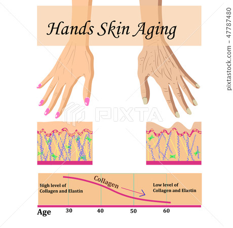 Hands skin aging, vector illustration with a chart - Stock Illustration ...