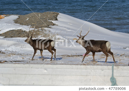 Ezo deer Ezo deer 47789006
