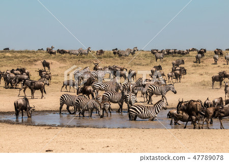 Tanzania Serengeti National Park Zebras and a group of gnu Tanzania Serengeti National Park Zebras and a group of gnu 47789078