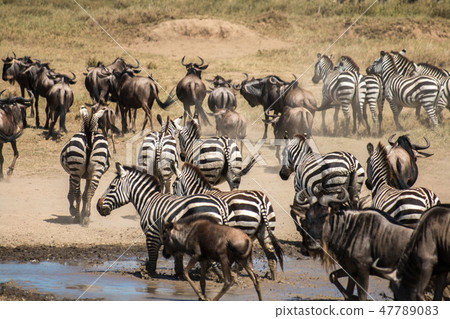 Tanzania Serengeti National Park Zebras and a group of gnu Tanzania Serengeti National Park Zebras and a group of gnu 47789083