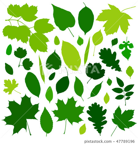 Green leaves set isolated on white background - Stock Illustration ...