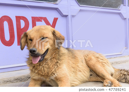 Close up sleeping dog on street 47789241