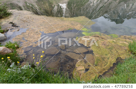Beautiful small yellow flower of Himalaya range Beautiful small yellow flower of Himalaya range 47789258