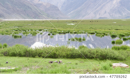 Green grass field in pond with great mountain  47789262
