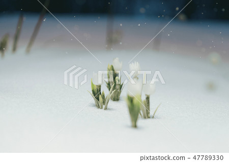 first white flowers under the snow. snowing 47789330
