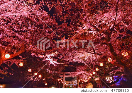 鬼怒川溫泉神社在夜櫻花 照片素材 圖片 圖庫