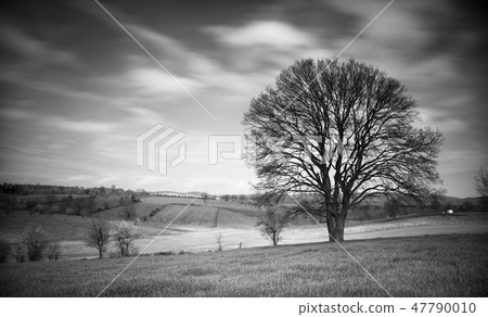 Old Tree Old Tree 47790010