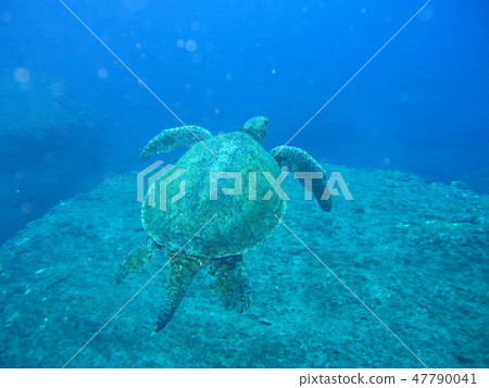 沖繩凱拉瑪潛水海龜(之後) 沖繩凱拉瑪潛水海龜(之後) 47790041