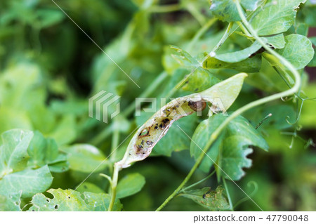 Gnawed of snails green peas Gnawed of snails green peas 47790048
