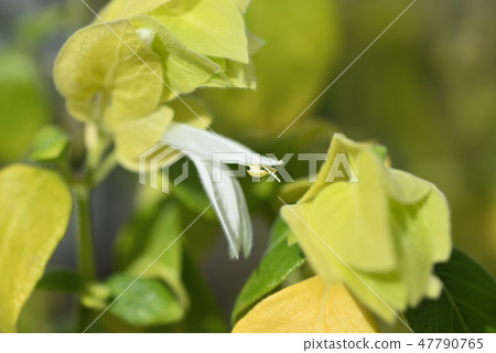Coebill beow (Yellow Queen) Coebill beow (Yellow Queen) 47790765