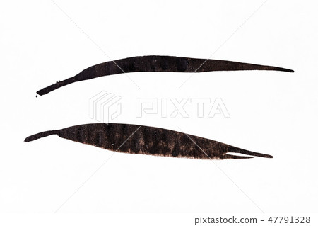 cane leaves handpainted by black watercolors 47791328