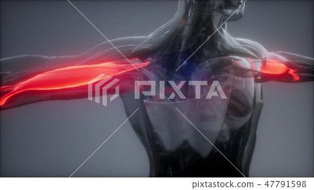 biceps - Visible muscle anatomy map - Stock Illustration [47791598] - PIXTA