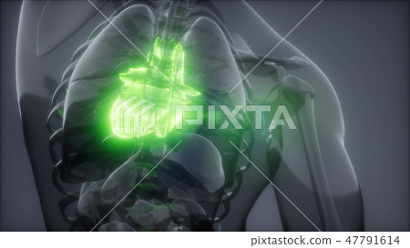 Human Heart Radiology Exam Human Heart Radiology Exam 47791614
