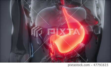 Human Stomach Radiology Exam 47791615