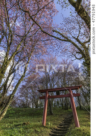 鳥居和櫻花垂直 鳥居和櫻花垂直 47791948