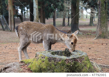 樹樁和鹿 47792001