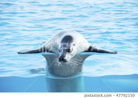 Kamo Aquarium Sea Lion Show 47792150