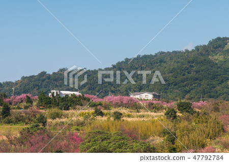 Cold Sakura Sakura Copy Space Yomei Mountain Equal Residence 47792784