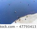 Ducks are sitting on the snowy bank of a river  47793413
