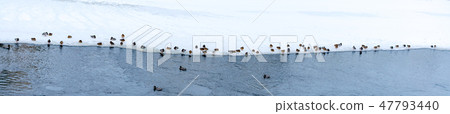 Ducks are sitting on the snowy bank of a river  47793440