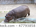 Inlet of hippopotamus 47793858