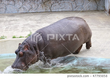 河馬入口 河馬入口 47793858