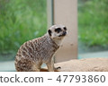 Meerkat ① 47793860
