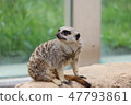 Meerkat ② 47793861