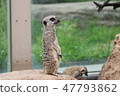 Meerkat ③ 47793862