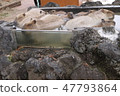 Capybara Hot Spring ① 47793864