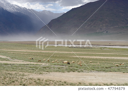 Kashmir goats in beautiful India landscape Kashmir goats in beautiful India landscape 47794879